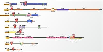 A survey of protein interactions and posttranslational modifications that influence the polyglutamine diseases